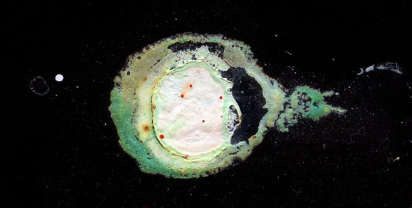 Rhonda Holberton Nebula_VI