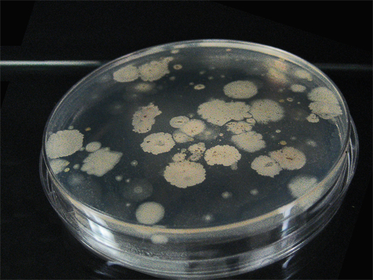 map bacteria map